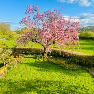 a tree with pink flowers in a green field at The Painted Cow in Beattock