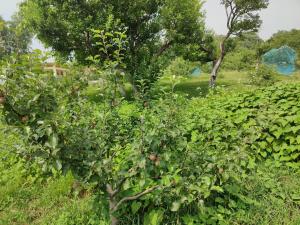 a tree with apples on it in a field at HKS Orchards Stay in Kanatal
