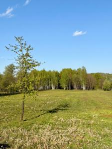 a tree in the middle of a field at Hotel Victoria in Măldăreşti