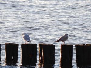 two birds sitting on wooden posts in the water at Ferienwohnungen Zum Anker _ Objekt in Diedrichshagen