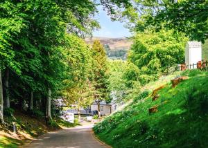 a road with trees on the side of a hill at Heather View Holiday Park in Stanhope