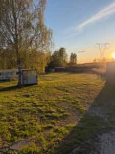 a grassy field with a tree and the sunset at Przystań Lubikowo in Lubikowo