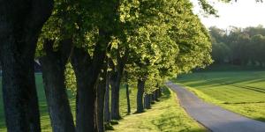 eine von Bäumen gesäumte Straße neben einem Feld in der Unterkunft Brendle in Sankt Johann