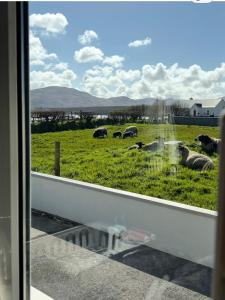 a group of sheep grazing in a field of grass at Sonnys Rest in Ardara