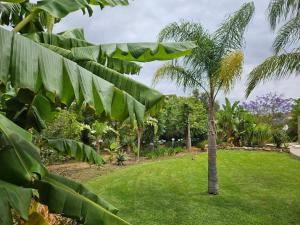 a palm tree with large leaves in a yard at Vila das Pétalas in Portimão