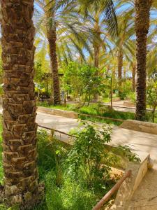 a stone wall with palm trees in a park at Dar hania in Tozeur