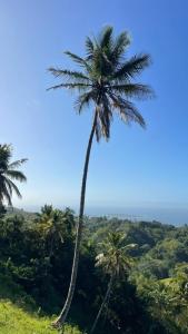 a palm tree on top of a hill at AGV II Cayo View in Monte Rojo +5 photos