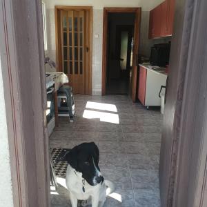 a black and white dog sitting in the doorway of a kitchen at Refugiul din Cozieni in Cozieni