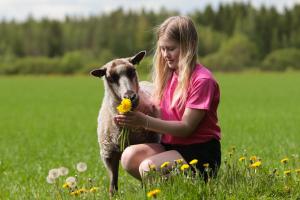 a girl holding a flower in a field with a sheep at Maatilamatkailu Ilomäki in Peräseinäjoki