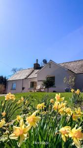 a field of yellow flowers in front of a house at Nether Clashnoir, Glenlivet in Knockandhu