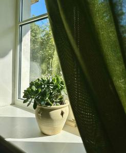 a potted plant sitting on a window sill at Andrea Apartamenti in Jūrmala +27 photos