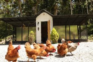 a group of chickens standing outside of a chicken coop at Serra Nevada House in Nova Friburgo