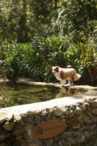 a cat standing on the edge of a pond at Serra Nevada House in Nova Friburgo +71 photos