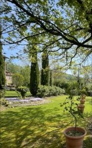 a plant in a pot in a yard with trees at Borgo Spescia Pool Park and Relaxation in Camposonaldo
