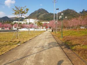 a path in a park with trees with pink flowers at Nhà nghỉ My Home in Mộc Châu