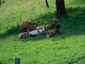 Zvieratá na farme alebo blízkom okolí