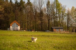 a cow grazing in a field in front of a house at Okno na Beskidy -domek NIEBO z balią , sauną i niesamowitym widokiem na góry in Maków Podhalański