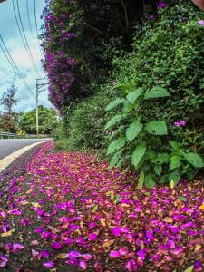 Foto dalla galleria di Bliss Bed and Breakfast a Yuchi