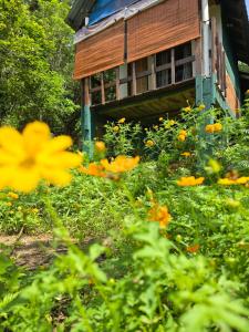 a field of flowers in front of a building at Kenath Paddy Cabin in Bopana