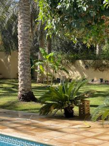 a palm tree with a hose next to a swimming pool at Dar dguech in Degache