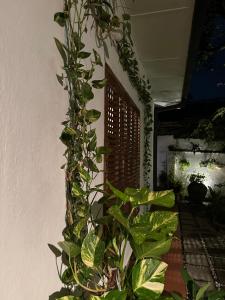 a plant is growing up the side of a wall at Solitude in Sri Jayewardenepura Kotte