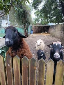 three sheep are looking over a wooden fence at Quinta Verde Esperança in Vila Nova de Gaia