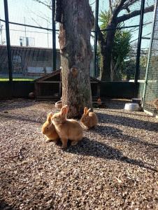 two brown rabbits sitting next to a tree at Quinta Verde Esperança in Vila Nova de Gaia
