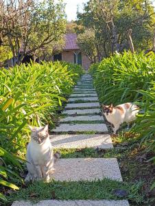 two cats are walking down a set of stairs at Quinta Verde Esperança in Vila Nova de Gaia +102 photos