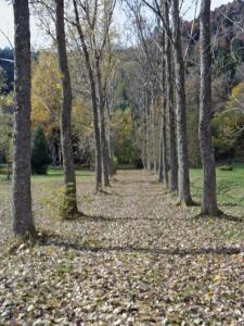 Hotel-Spa & Restaurant Logis Domaine Langmatt في Murbach: مسار تصطف فيه الأشجار مع أوراق الشجر على الأرض