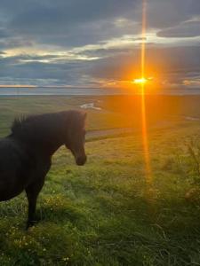 a horse standing in a field with the sunset at Between sea and big mountains in Leirá +3 photos
