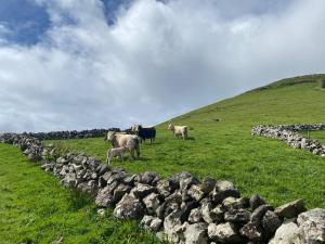 a group of cows standing in a field next to a rock wall at Casa do Henri in Corvo +5 photos