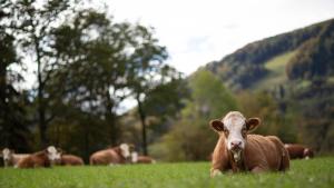 a brown cow laying in a field of grass at Hueber der Wirt in Sankt Georgen an der Leys