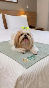 a dog with a bow on its head on a bed at Quality Hotel & Suites Brasília in Brasília