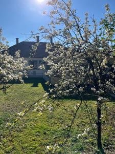a tree with white flowers in front of a house at Apartman - Garden - Vendégház 2 in Nesvady