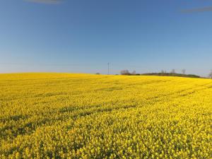 a large field of yellow flowers with a blue sky at Ferienwohnung BEA 2 in Rabenkirchen-Faulück +2 photos