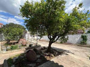 a tree in the middle of a dirt road at Themistoklis house in Koropi