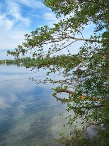 a tree hanging over a body of water at Hotel Felix in Mietingen