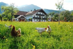 a group of chickens in a field in front of a house at Haiderhof in Schleching
