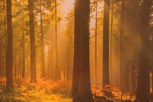 a foggy forest with trees and the sun shining through at Kleos Apartment in Schisò