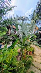 a garden with palm trees and other plants at Nuevo NAYAL in Las Peñitas