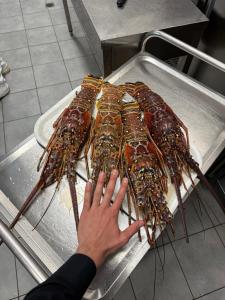 a person holding a bunch of lobsters on a tray at Albergo Centrale in San Ginesio +14 photos