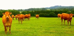 a herd of cows standing in a field of grass at Studio Le Gachet in Pouligny-Notre-Dame +3 photos