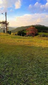 a field of grass with trees and a telephone pole at Sitio Vale Verde da Serra in Monte Verde