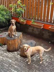 two dogs are sitting on a tree stump at Hotel "Tbilisi Tales" in the heart of the Old City in Tbilisi City
