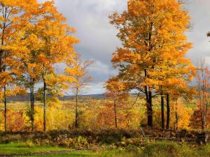 a group of trees with autumn leaves on them at Timber Baron Inn in Bayfield