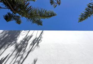 a shadow of a pine tree on the snow at Habitación de invitados Casa Lume in Tahiche +19 photos