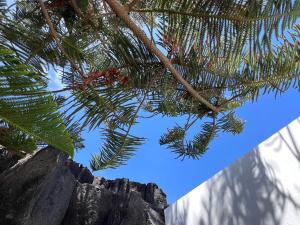 a view of a palm tree with the sky in the background at Habitación de invitados Casa Lume in Tahiche