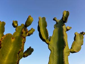 a cactus with green leaves against a blue sky at Habitación de invitados Casa Lume in Tahiche