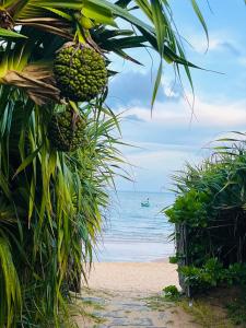 a bunch of bananas hanging from a palm tree on the beach at Sunrise Beach House 1 in Tiến Thành