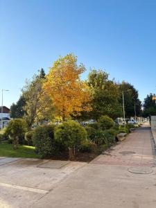 an empty street with trees and bushes and a sidewalk at Nova Studio Dpto nuevo a pasos de Av Alemania in Temuco